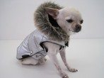Chihuahua-Shop Jerry in Siebnen